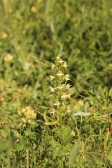 Platanthera chlorantha