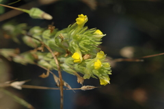 Castilleja lacera