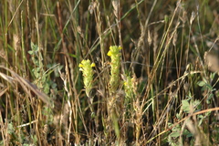 Castilleja lacera