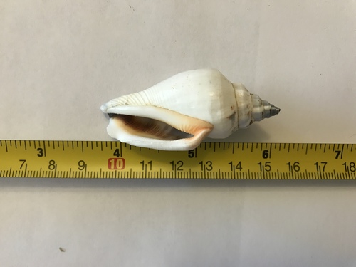 Canarium urceus