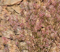 Asperula aristata scabra