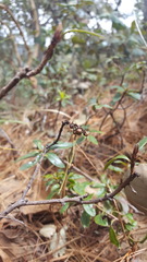 Comarostaphylis