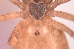 Pulchellodromus bistigma