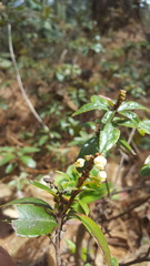 Comarostaphylis