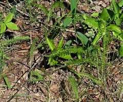 Achillea millefolium borealis