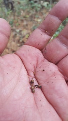 Comarostaphylis