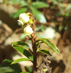 Comarostaphylis