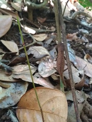 Brookesia stumpffi