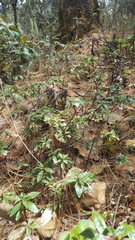 Comarostaphylis