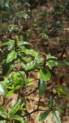 Comarostaphylis