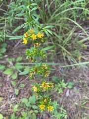 Hypericum cistifolium