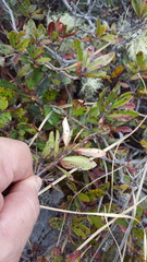Comarostaphylis