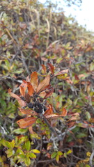 Comarostaphylis