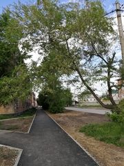 Ulmus pumila
