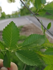Ulmus pumila