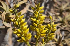 Aloidendron ramosissimum