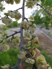 Ulmus pumila