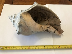 Fasciolariidae