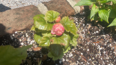 Begonia × tuberhybrida