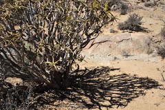 Aloidendron ramosissimum