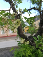 Ulmus pumila