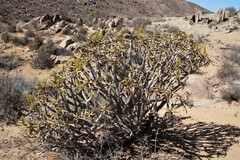 Aloidendron ramosissimum