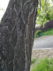 Ulmus pumila