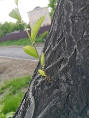 Ulmus pumila