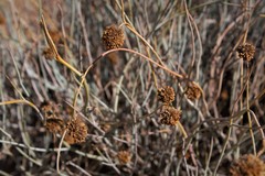 Hermbstaedtia glauca