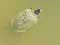 Trachemys scripta elegans