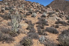 Euphorbia dregeana
