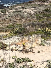 Erysimum menziesii