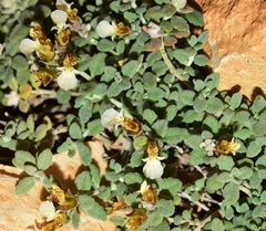 Teucrium freynii