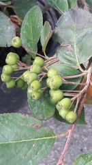 Aronia mitschurinii