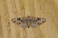 Eupithecia pulchellata