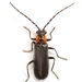 Rhagonycha lineola - Photo (c) Mike Quinn, Austin, TX, some rights reserved (CC BY-NC), uploaded by Mike Quinn, Austin, TX