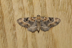 Eupithecia pulchellata