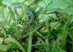 Myrichthys maculosus