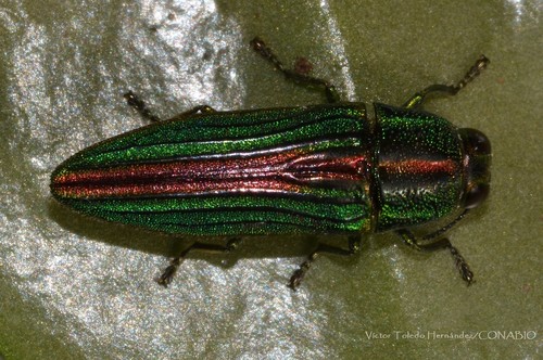 Agaeocera gigas · iNaturalist