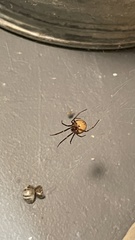 Steatoda