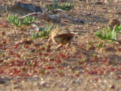 Galerida magnirostris