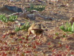 Galerida magnirostris