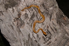 Madagascarophis colubrinus