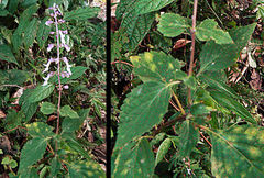Orthosiphon thymiflorus
