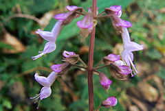 Orthosiphon thymiflorus