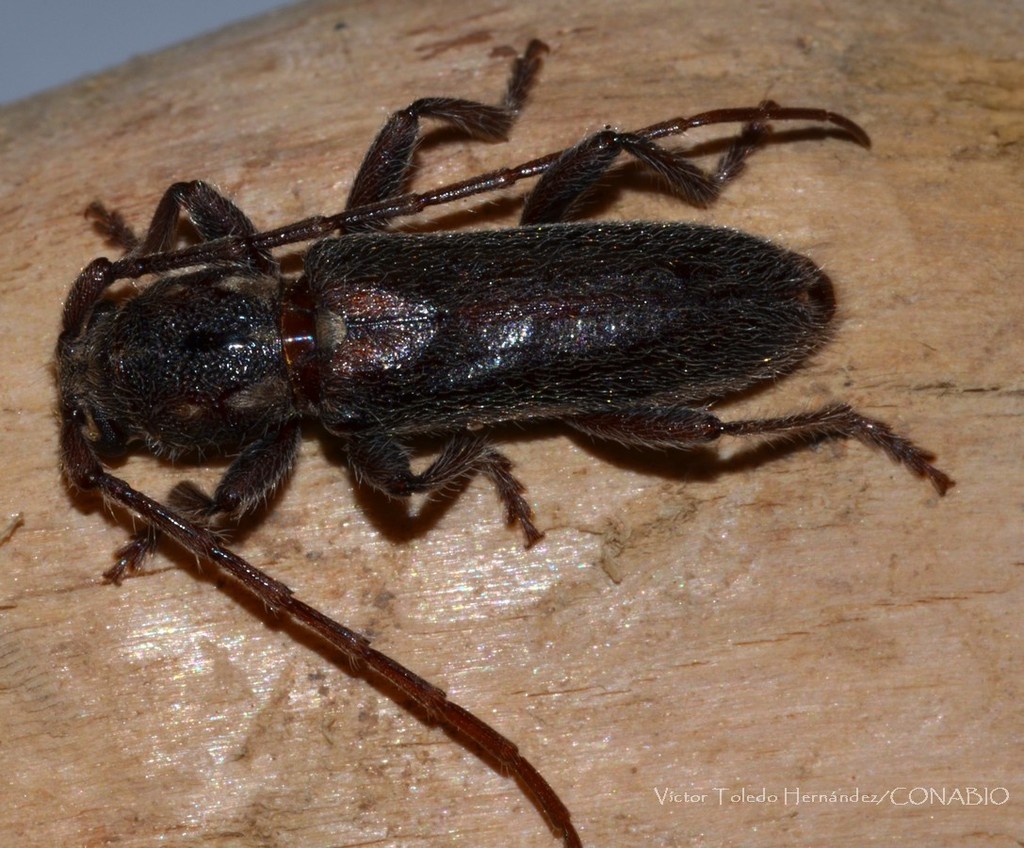 Anelaphus nitidipennis