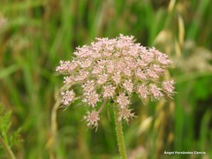 Daucus carota gummifer