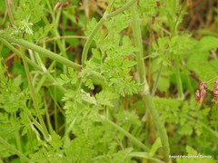 Daucus carota gummifer