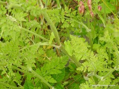 Daucus carota gummifer