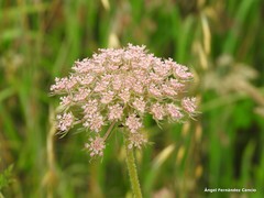 Daucus carota gummifer